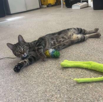 Rescue Domestic Short Hair Cats for Adoption in Sunrise Beach, Missouri - Oakley | PetCurious