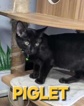Rescue Domestic Short Hair Cats for Adoption in Rome, Georgia - Piglet | PetCurious