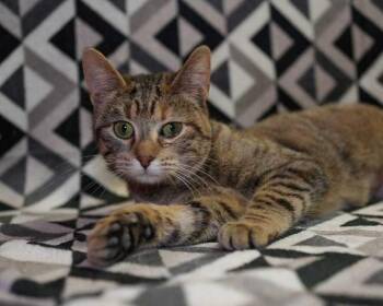 American Shorthair Cats Available for Adoption - Junie B. Jones | PetCurious