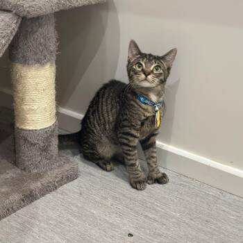 Dovey -  Domestic Medium Hair Cat for Adoption in Port Washington, New York - Dovey | PetCurious