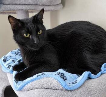 Talbot -  Domestic Short Hair Cat for Adoption in Elk Grove Village, Illinois - Talbot | PetCurious