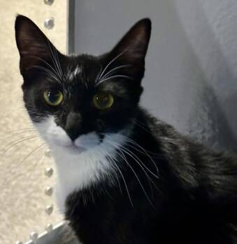 Nugget -  Tuxedo and Domestic Short Hair Cat for Adoption in Phoenix, Arizona - Nugget | PetCurious
