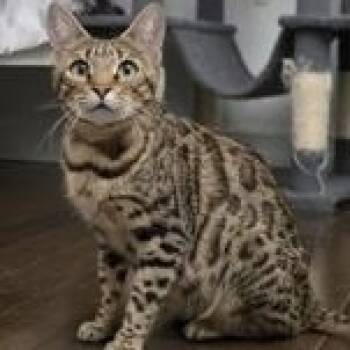 Winnie -  Bengal Cat for Adoption in Pickering, Ontario - Winnie | PetCurious
