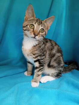 Seashell -  Domestic Short Hair Cat for Adoption in Morgantown, West Virginia - Seashell | PetCurious