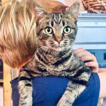 Cosmos -  Domestic Short Hair Cat Available for Adoption in Evanston, Illinois - Cosmos | PetCurious