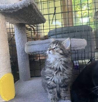 Wheels -  Domestic Long Hair Cat for Adoption in Kenosha, Wisconsin - Wheels | PetCurious