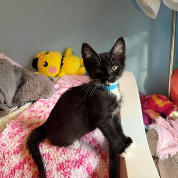 Pepper -  Domestic Short Hair Cat for Adoption in Philadelphia, Pennsylvania - Pepper | PetCurious