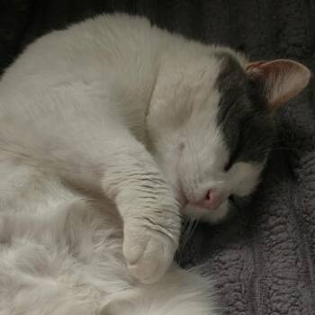 Domestic Short Hair Cats Available for Adoption - Mama Cat C10928 | PetCurious