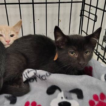 Mud (brown collar) -  Domestic Short Hair Cat for Adoption in Coos Bay, Oregon - Mud (brown Collar) | PetCurious
