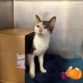 Pigeon Pete (Holland Cat Cove) -  Domestic Short Hair Cat for Adoption in West Olive, Michigan - Pigeon Pete (Holland Cat Cove) | PetCurious