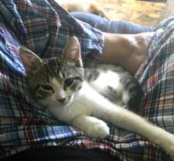 Charlotte -  Domestic Short Hair Cat for Adoption in Fishers, Indiana - Charlotte | PetCurious