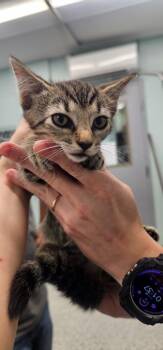 Roy -  Domestic Short Hair Cat for Adoption in Athens, Tennessee - Roy | PetCurious