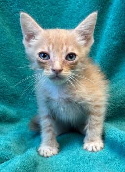 Draco -  Domestic Short Hair Cat for Adoption in Little Rock, Arkansas - Draco | PetCurious