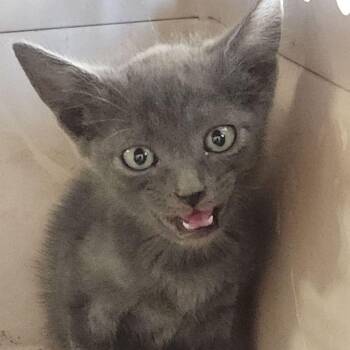 Rain -  Domestic Short Hair Cat for Adoption in Kingman, Arizona - Rain | PetCurious