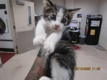 Willow(651) -  Domestic Short Hair Cat for Adoption in Marietta, Georgia - Willow(651) | PetCurious