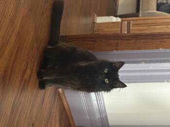 "Mama" Miranda -  Domestic Long Hair Cat for Adoption in Bethel Park, Pennsylvania - "Mama" Miranda | PetCurious