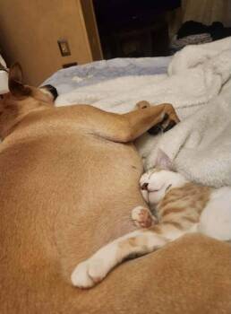 Dilute Calico Cats Available for Adoption in Toronto, Ontario - Nunu - ADORES Dogs! | PetCurious