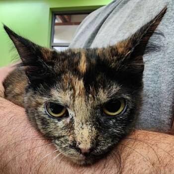 Domestic Medium Hair Cats Available for Adoption in Lynchburg, Virginia - Guava | PetCurious