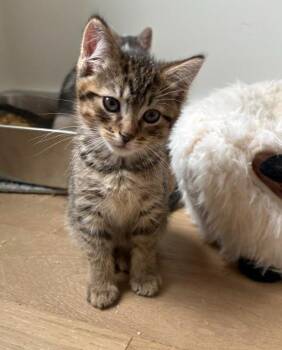 Domestic Short Hair Cats Available for Adoption in New York, New York - Pebbles | PetCurious