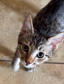 Duncan -  Domestic Short Hair Cat for Adoption in Phoenix, Arizona - Duncan | PetCurious