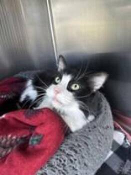 Nova -  Domestic Short Hair Cat for Adoption in Manitowoc, Wisconsin - Nova | PetCurious
