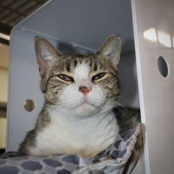 Rescue Tabby and Domestic Short Hair Cats for Adoption in Briarcliff Manor, New York - Mable | PetCurious