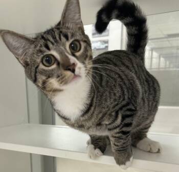 Gray Gray (ID 53467) -  Domestic Short Hair Cat for Adoption in Manassas, Virginia - Gray Gray (ID 53467) | PetCurious
