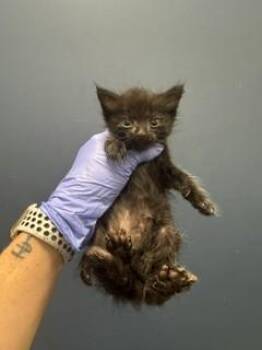 LILITH -  Domestic Short Hair Cat for Adoption in Doral, Florida - LILITH | PetCurious