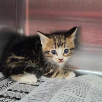 Dennis -  Domestic Short Hair Cat for Adoption in Pauls Valley, Oklahoma - Dennis | PetCurious
