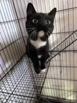 Rescue Domestic Short Hair Cats for Adoption in Gallup, New Mexico - Jillian | PetCurious