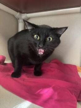 Nova -  Bombay and Domestic Short Hair Cat for Adoption in East Brookfield, Massachusetts - Nova | PetCurious