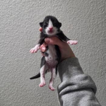 Domestic Short Hair Cats Available for Adoption in West Olive, Michigan - Halligan | PetCurious