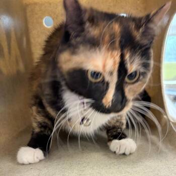 Domestic Short Hair Cats Available for Adoption in Philadelphia, Pennsylvania - Princess Pre | PetCurious