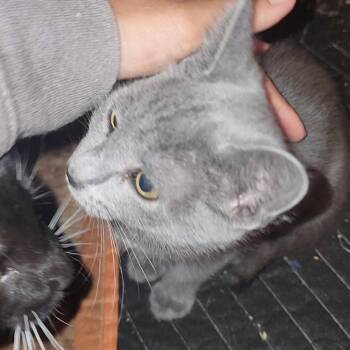 Neve -  Domestic Short Hair Cat for Adoption in Abbotsford, British Columbia - Neve | PetCurious