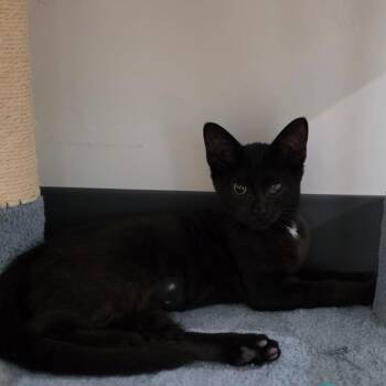 Terri -  Domestic Short Hair Cat for Adoption in Muncie, Indiana - Terri | PetCurious