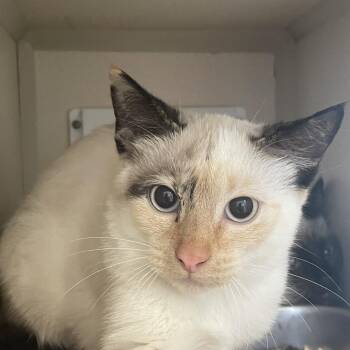 Hello Kitty -  Domestic Short Hair Cat for Adoption in Gloucester, Virginia - Hello Kitty | PetCurious