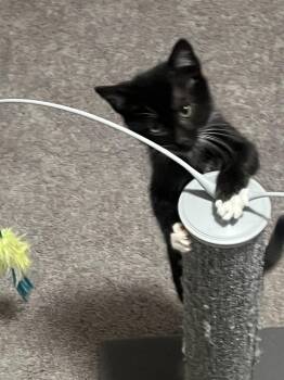 Kenicki -  Domestic Short Hair Cat for Adoption in Wilmington, North Carolina - Kenicki | PetCurious