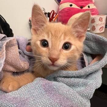 Glorious -  Domestic Short Hair Cat for Adoption in Clavet, Saskatchewan - Glorious | PetCurious