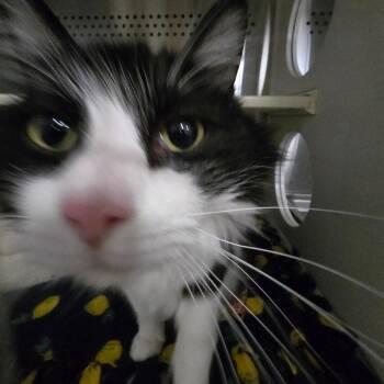Cassidy AR -  Domestic Short Hair Cat for Adoption in Denver, Colorado - Cassidy AR | PetCurious
