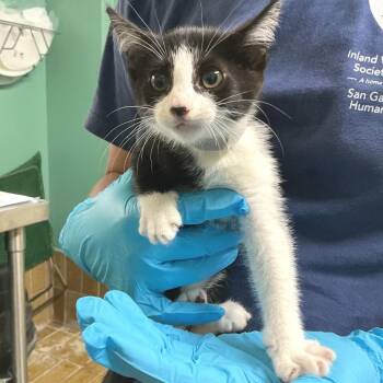 IVHS-Stray-141485 -  Domestic Short Hair Cat for Adoption in San Gabriel, California - IVHS-Stray-141485 | PetCurious