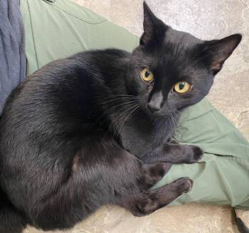 Thackery Binx -  Domestic Short Hair Cat for Adoption in Fargo, North Dakota - Thackery Binx | PetCurious