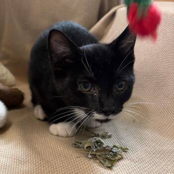 Oreo -  Domestic Short Hair Cat for Adoption in Columbus, North Carolina - Oreo | PetCurious