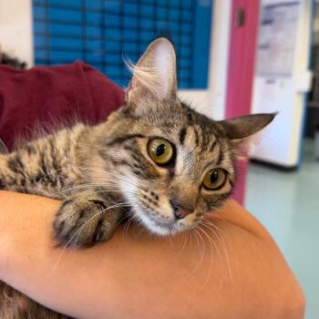 Symphony -  Domestic Short Hair Cat for Adoption in Austin, Texas - Symphony | PetCurious