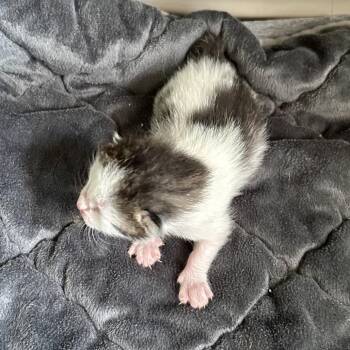 Wyatt -  Domestic Short Hair Cat for Adoption in Moses Lake, Washington - Wyatt | PetCurious