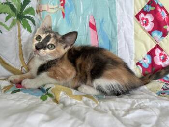 Paprika -  Domestic Short Hair Cat for Adoption in Corpus Christi, Texas - Paprika | PetCurious