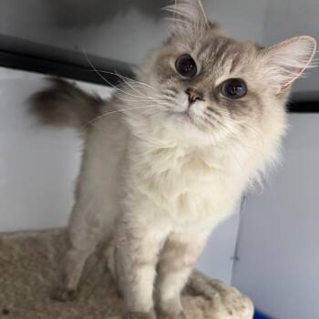 Kiki -  Himalayan Cat for Adoption in Puslinch, Ontario - Kiki | PetCurious
