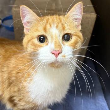 Orchard -  Domestic Short Hair Cat for Adoption in West Olive, Michigan - Orchard | PetCurious
