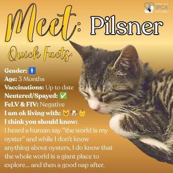 Pilsner -  Domestic Short Hair Cat for Adoption in Fulton, New York - Pilsner | PetCurious