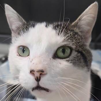 Domestic Short Hair Cats Available for Adoption - Hammy | PetCurious