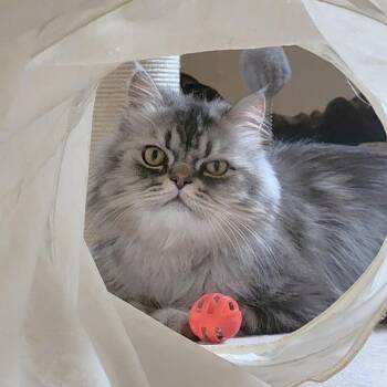 Rescue Persian and Chinchilla Cats for Adoption in Mississauga, Ontario - Silver Swoon | PetCurious